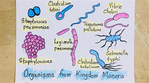 organism easy drawing